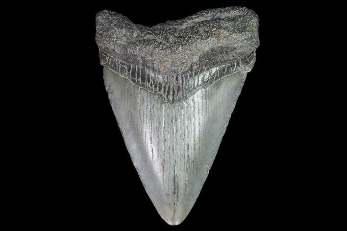 Juvenile Megalodon Tooth - Georgia #99144
